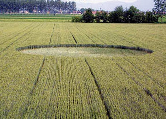 crop circle at Appendini di Buriasco |  May 28 2006