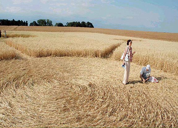 crop circle at Mianowskie | 2006 July 09