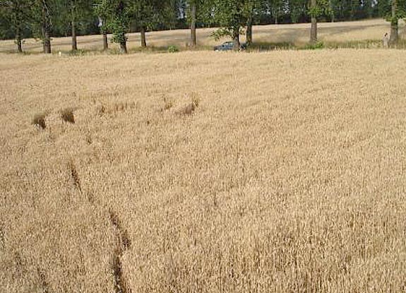 crop circle at Chludowo | 2006 July 11