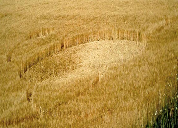 crop circle at Riesi | May 23 2007