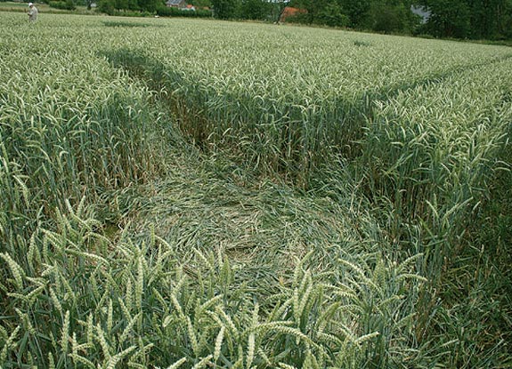 crop circle at Haalert | June 16 2007