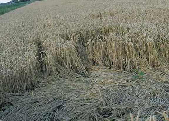 crop circle at Hoeven | July 17 2007