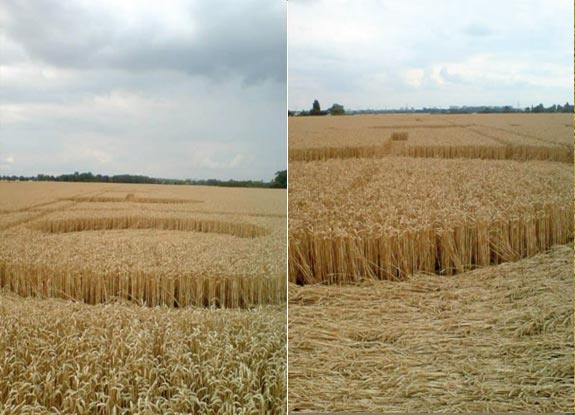 crop circle at Rochford | August 02 2010