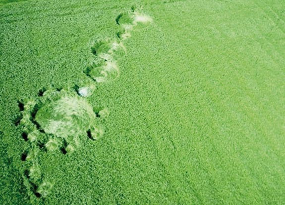 crop circle at Hoeven | May 06 2012