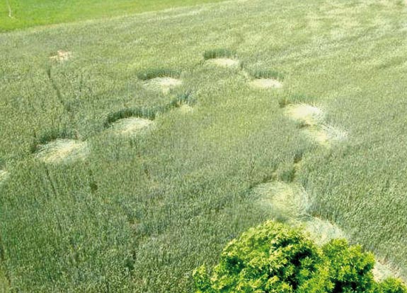 crop circle at Orchowo | June 06 2012