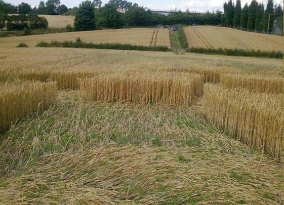 crop circle at Dodworth | August 21 2012