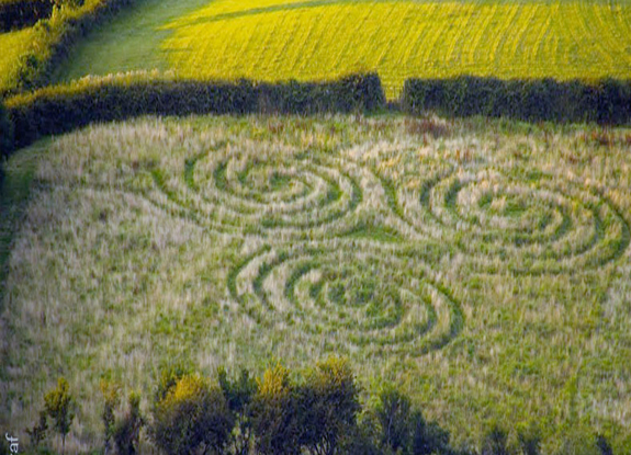 crop circle at Combe Martin | August 4 2014