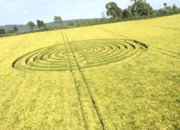 crop circle at Redlynch | June 22 2015