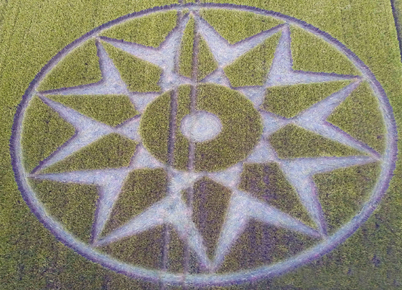 crop circle at Willoughby Hedge | June 05 2016
