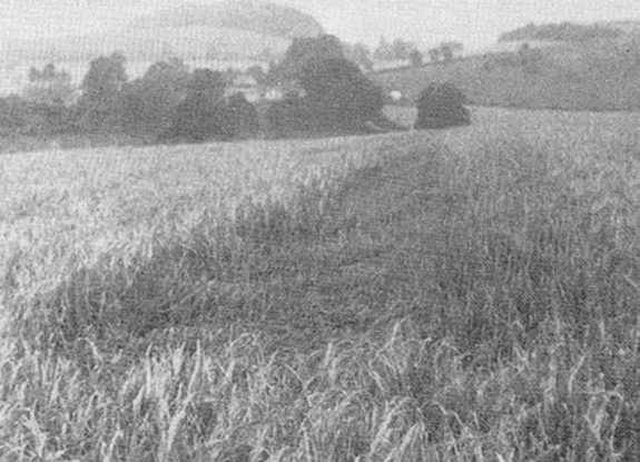 crop circle at Cradle Hill |  1971