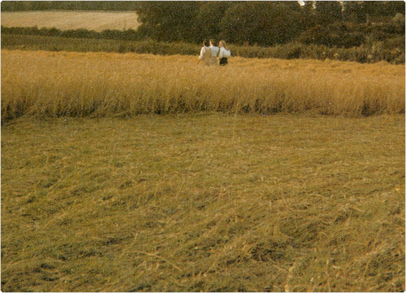 crop circle at Headbourne Worthy | July 01 1978