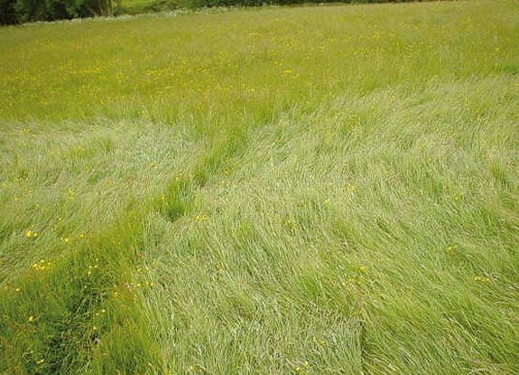 crop circle at Garsington |  May 28 2005