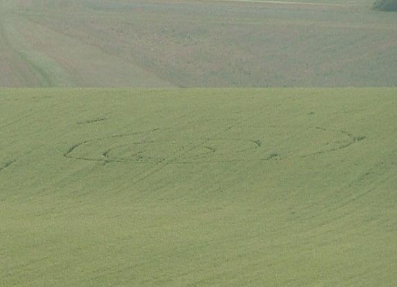 crop circle at Monkton Down |  June 20 2005