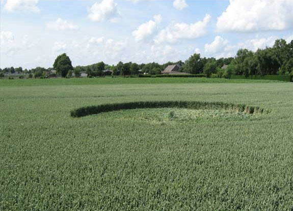 crop circle at Hoeven | June 30 2005