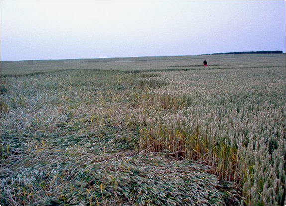 crop circle at Coombe Abbey |  July 18 2005