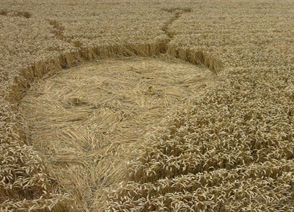 crop circle at Tawesmead Copse |  August 11 2005