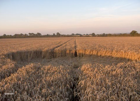 crop circle at Weston Turnville |  August 15 2005