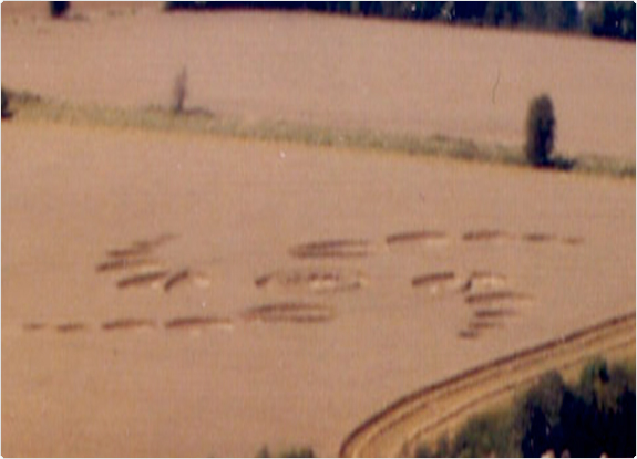crop circle at Cherhill | August 28 2005