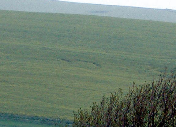 crop circle at Alfriston | early May 2006