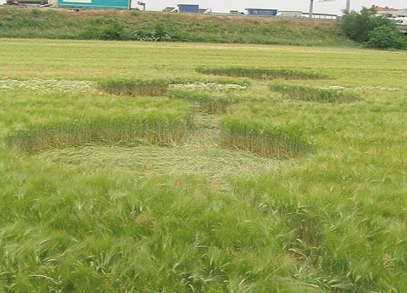 crop circle at Rochetta Belbo |  May 19 2006