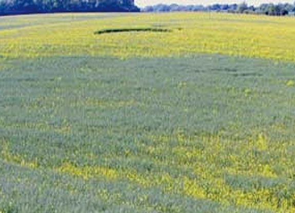 crop circle at Botley | May 30 2006