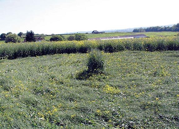 crop circle at Botley | May 30 2006