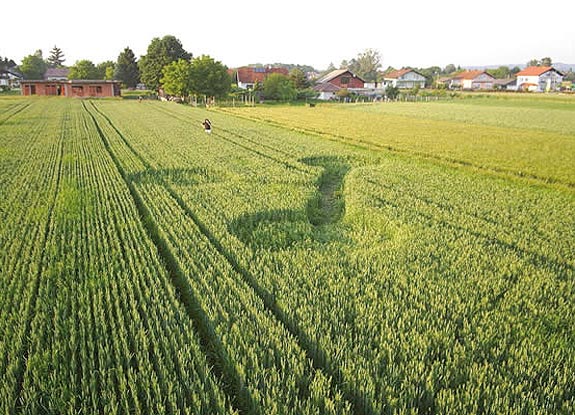 crop circle at Vrohvljan |  June 08 2006