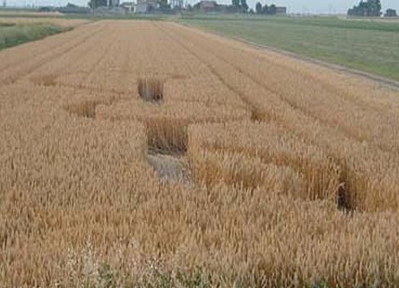 crop circle at Gavello di Mirandolao |  June 08 2006