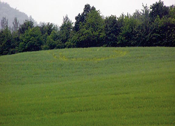 crop circle at Burghasungen | June 09 2006