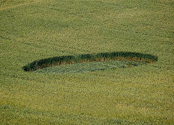 crop circle at Isola d'Asti |  June 09 2006