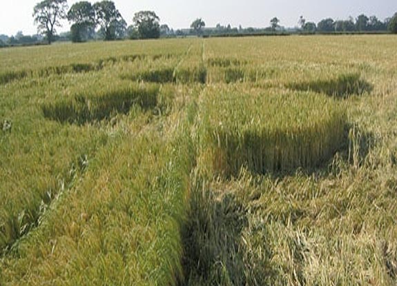 crop circle at Christchurch | June 11 2006