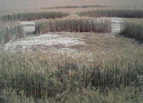 crop circle at Ceresole Alba | June 19 2006