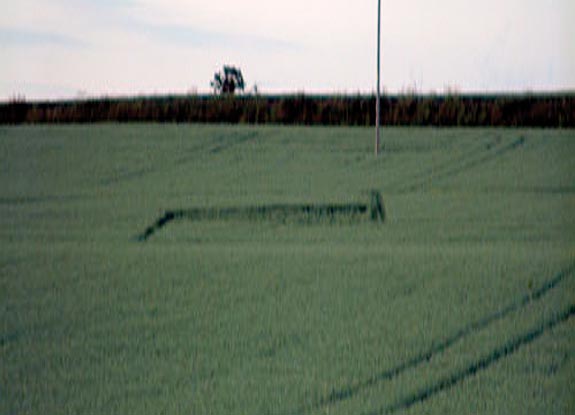 crop circle at Martham | June 21 2006