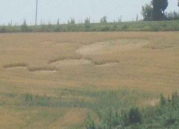 crop circle at Lizzano | June 23 2006