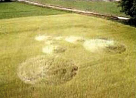 crop circle at Fontanafredda | June 2006