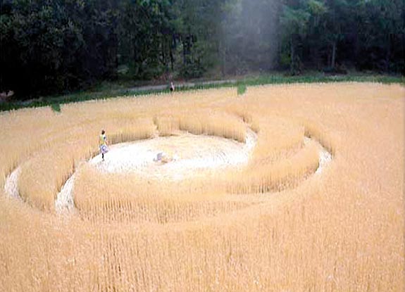crop circle at Berg en Dal | 2006 July 03