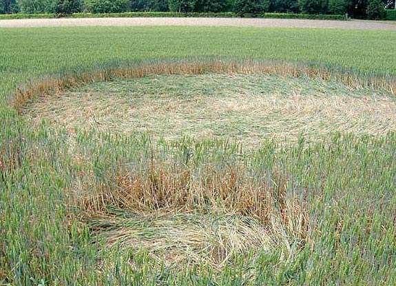crop circle at Hoeven | 2006 July 05