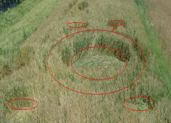 crop circle at Brasov |  July 08 2006