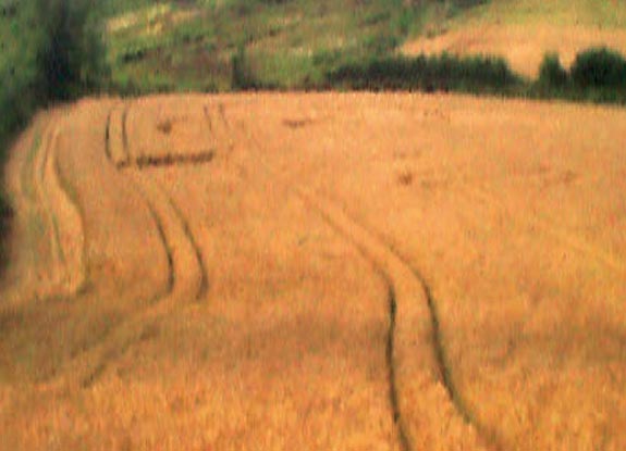 crop circle at Illminster |  July 13 2006