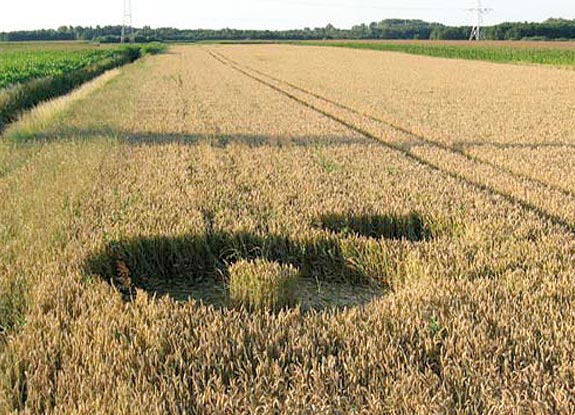 crop circle at Etten-Leur | 2006 July 16