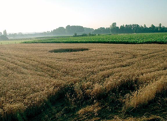 crop circle at Haaltert | 2006 July 19