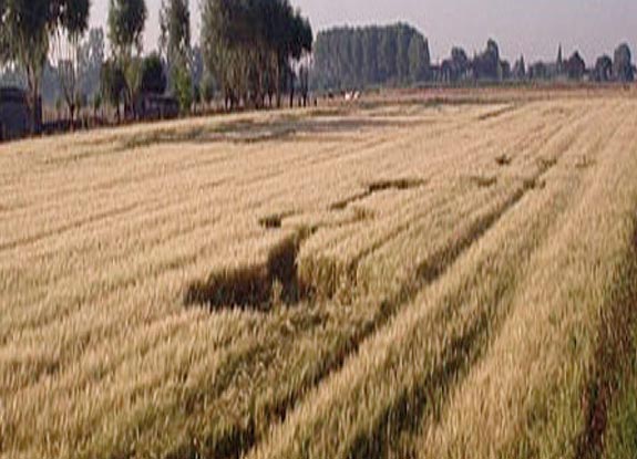 crop circle at Nieuwerkerken |  July 21 2006