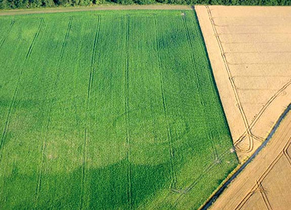 crop circle at Villers-La-Ville |  July 23 2006