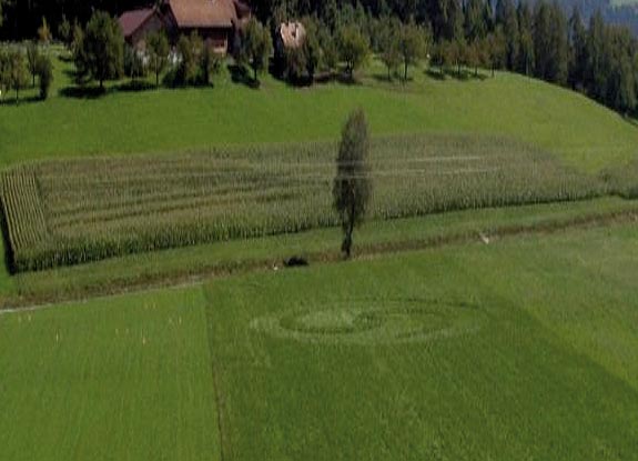 crop circle at Ütendorf |  August 31 2006