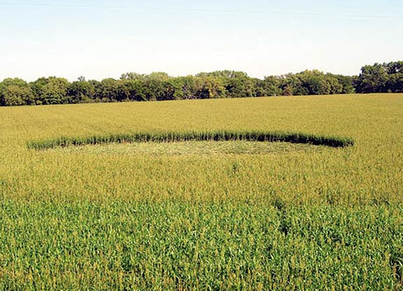 crop circle at Beloit | September 09 2006