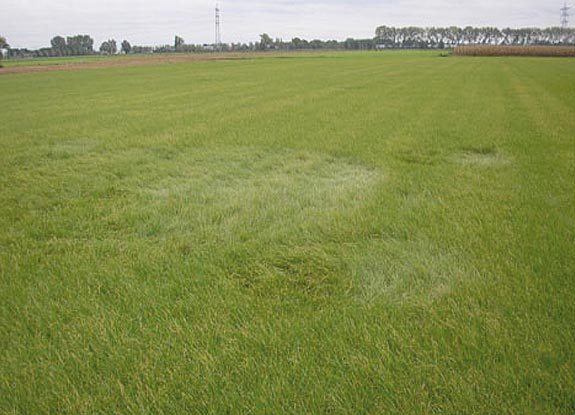 crop circle at Hoeven | October 20 2006