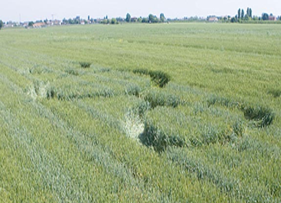 crop circle at Coccolia | May 08 2007