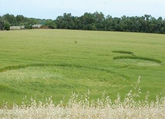 crop circle at Red Bluff | May 11 2007