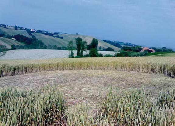 crop circle at San Costanzo | May 22 2007
