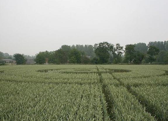 crop circle at Haalert | June 08 2007